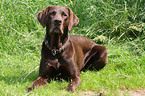 lying labrador retriever