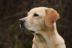 blonde Labrador Retriever