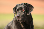 Labrador Retriever Portrait