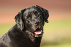 Labrador Retriever Portrait