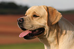 male Labrador Retriever