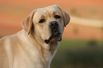 male Labrador Retriever