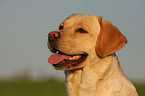 blonde Labrador Retriever