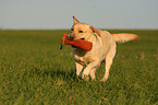 blonde Labrador Retriever