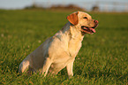 blonde Labrador Retriever