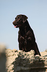 Labrador Retriever