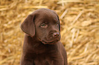 Labrador Puppy in straw