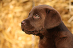 Labrador Puppy in straw