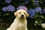 labrador retriever puppy