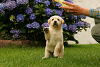 labrador retriever puppy