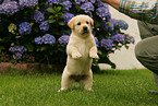 labrador retriever puppy