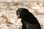 Labrador Retriever puppy