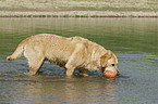 playing Labrador Retriever