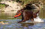 running Labrador Retriever