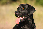 black Labrador Retriever