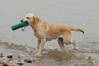 running Labrador Retriever