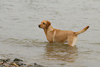 bathing Labrador Retriever