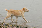 running Labrador Retriever