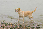 running Labrador Retriever