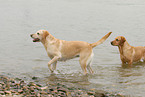 bathing Labrador Retriever