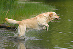 running Labrador Retriever