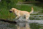 bathing Labrador Retriever