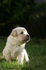 Labrador Retriever puppy