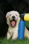 Labrador Retriever puppy