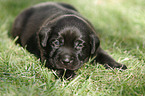 Labrador Retriever puppy