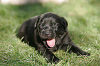 Labrador Retriever puppy