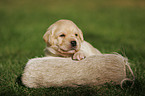 Labrador Retriever puppy