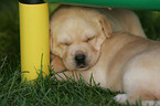 sleeping Labrador Retriever puppy