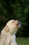 Labrador Retriever puppy portrait