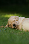 sleeping Labrador Retriever puppy