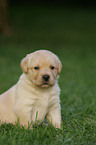 Labrador Retriever puppy