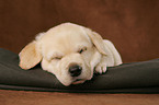 Labrador Retriever Puppy