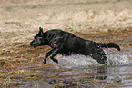 bathing Labrador Retriever