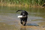 playing Labrador Retriever