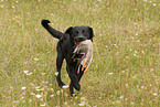 Labrador Retriever with duck