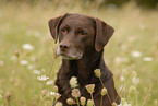 Labrador Retriever Portrait