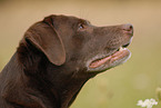 Labrador Retriever Portrait