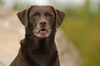 Labrador Retriever Portrait