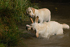 Labrador Retrievers