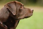 Labrador Retriever Portrait