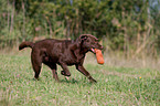 playing Labrador Retriever