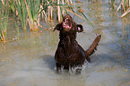 bathing Labrador Retriever