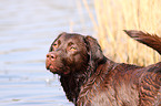 Labrador Retriever Portrait