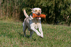 playing Labrador Retriever