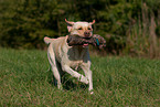 retrieving Labrador Retriever