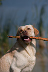 Labrador Retriever Portrait